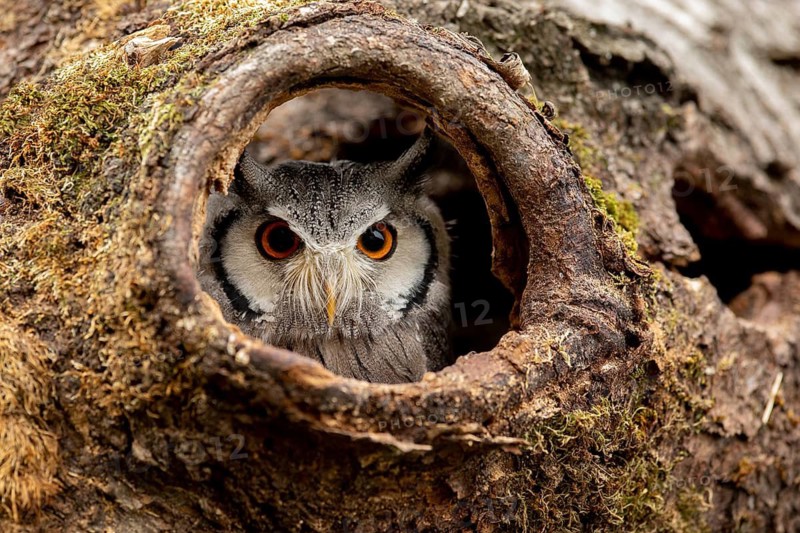 Southern White-faced Owl (Ptilopsis granti) captive, peering out of a tree hollow, Germany