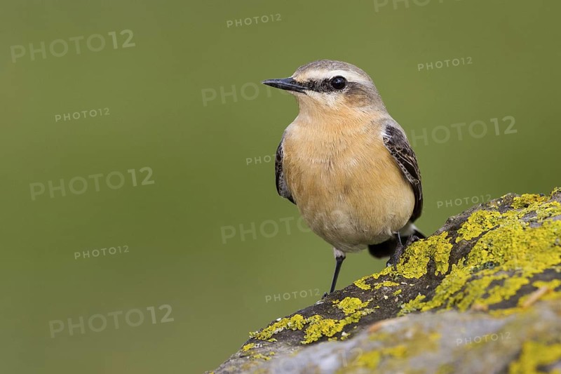 Northern Wheatear. Steinschmätzer, Chasco-cinzento, Oenanthe oenanthe, Collalba Gris, Culbianco olartico, Traquet motteux