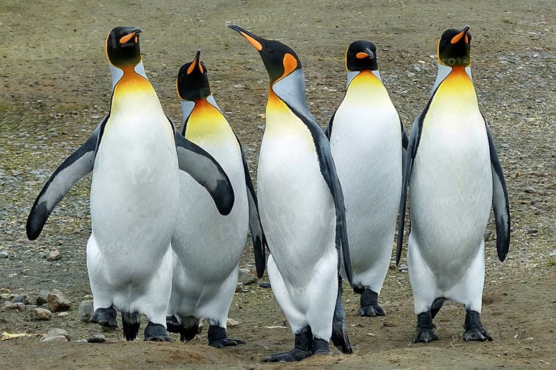 South Georgia, Antarctica, animals, penguin, penguins, king penguins, colony, Salisbury Plain