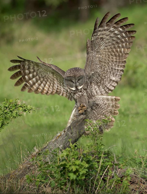 Great Grey Owl (Strix nebulosa) landing on stump, British Columbia, Canada
