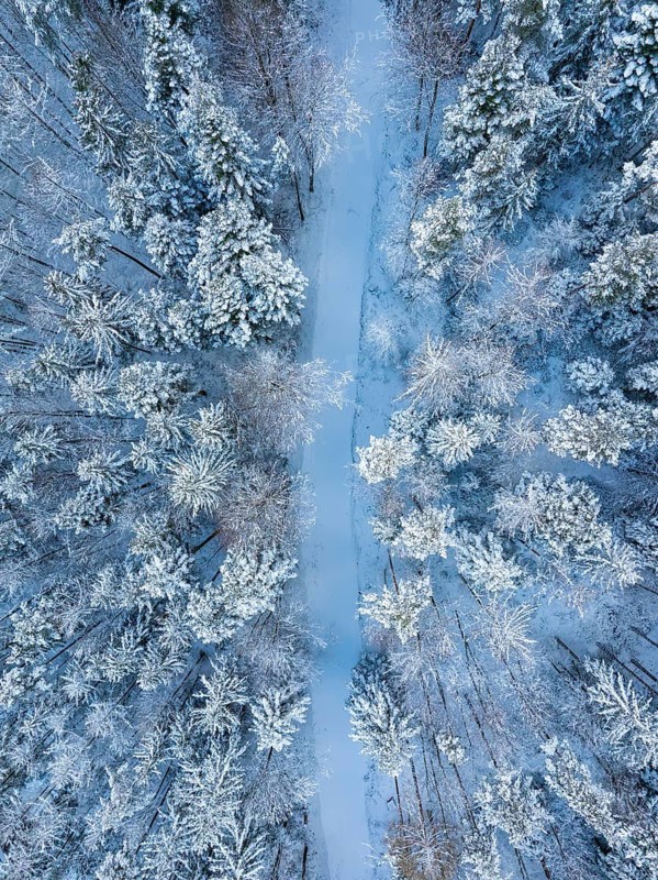 Snow-covered forest path between quiet, tall trees, Bad Wildbad, district of Calw, Black Forest, Germany