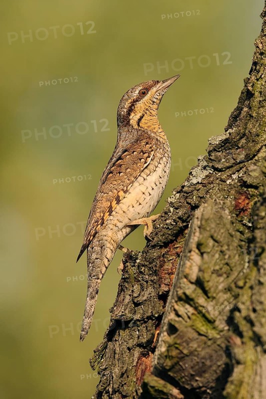Eurasian Wryneck (Jynx torquilla), Baden-Wuerttemberg, Germany
