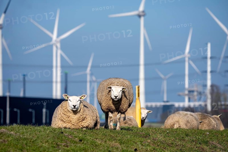 Sheep on a dike in Eemshaven, wind farm, the Netherlands