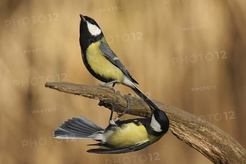 Great Tit (Parus major), Lower Saxony, Germany