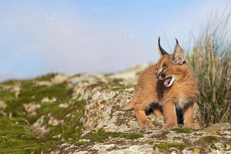 Caracal (Caracal caracal) cub hissing, Castile-La Mancha, Spain