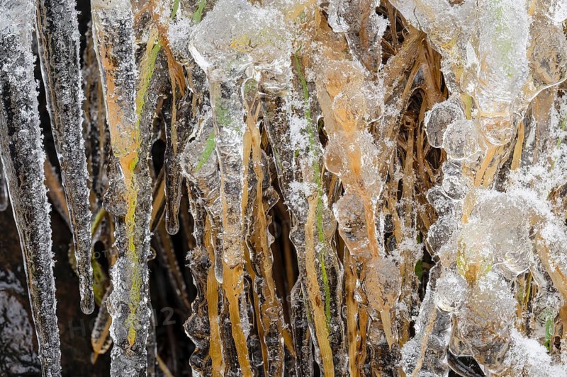 Iced reed stalks, Åre, Jämtland, Sweden, October 2021