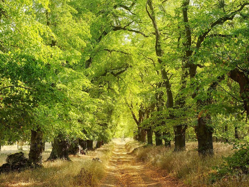 Alte Lindenallee am Kyffhäuser in early autumn, Kyffhäuserkreis, Thuringia, Germany