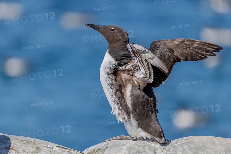 Common guillemot (Uria aalge), ringed guillemot with eye ring, flapping wings, Hornoya, Varangerfjord, Norway