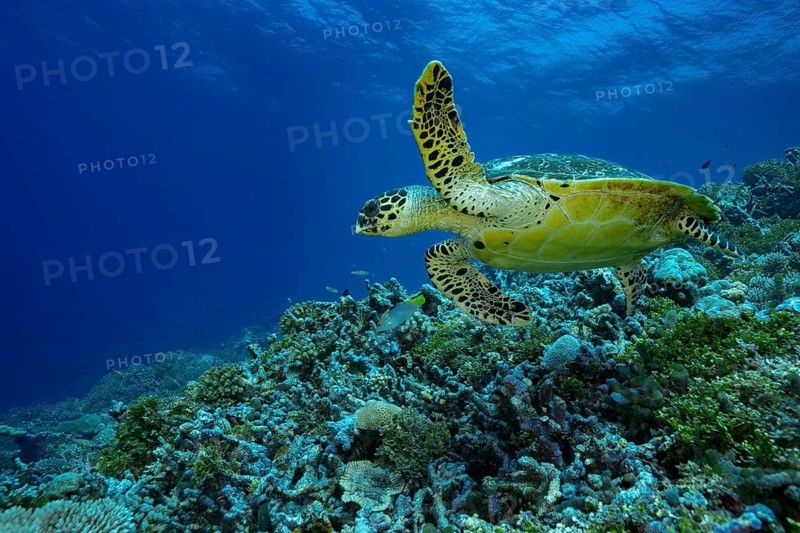 A majestic green sea turtle gracefully swims over a colorful coral reef teeming with marine life in the clear, turquoise waters of the Maldives, showcasing ocean vitality