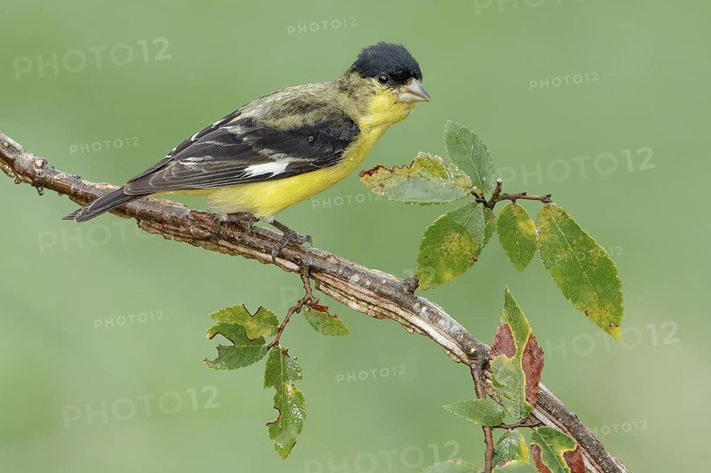 Lesser Goldfinch (Spinus psaltria) male, Arizona, USA