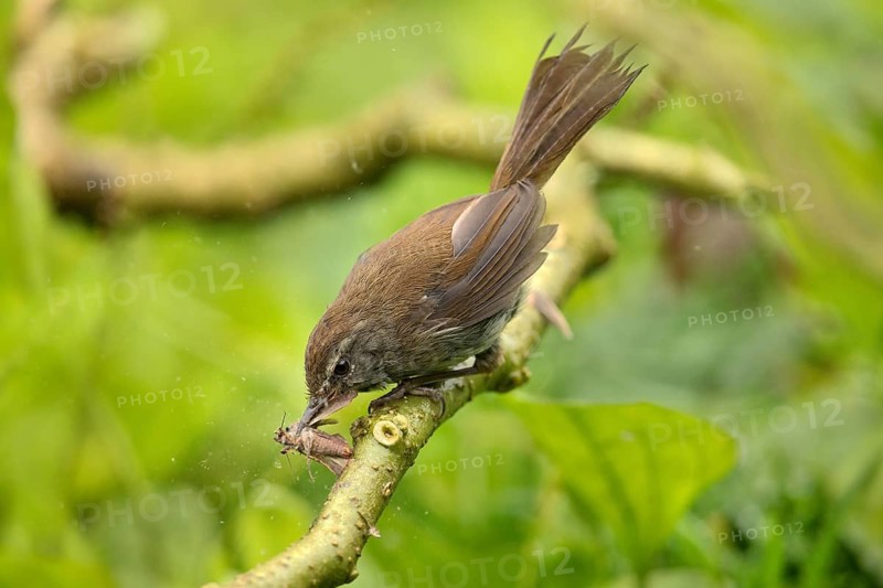 Müllerbuschsänger (Horornis vulcanius) perched on a branch with insect in beak, Sabah, Malaysia