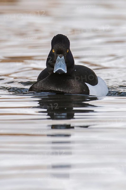 Tufted Duck (Aythya fuligula) male, Grisons, Switzerland