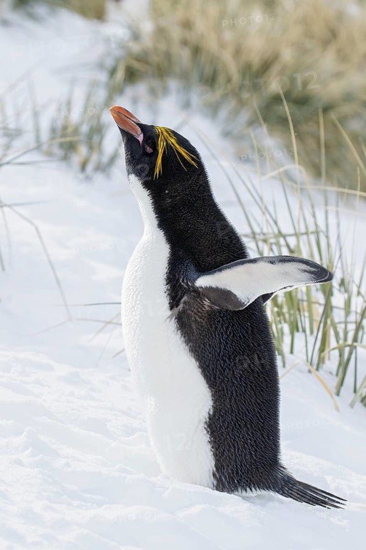 Macaroni Penguin (Eudyptes chrysolophus) perched on tussock grass and snow on South Georgia Island
