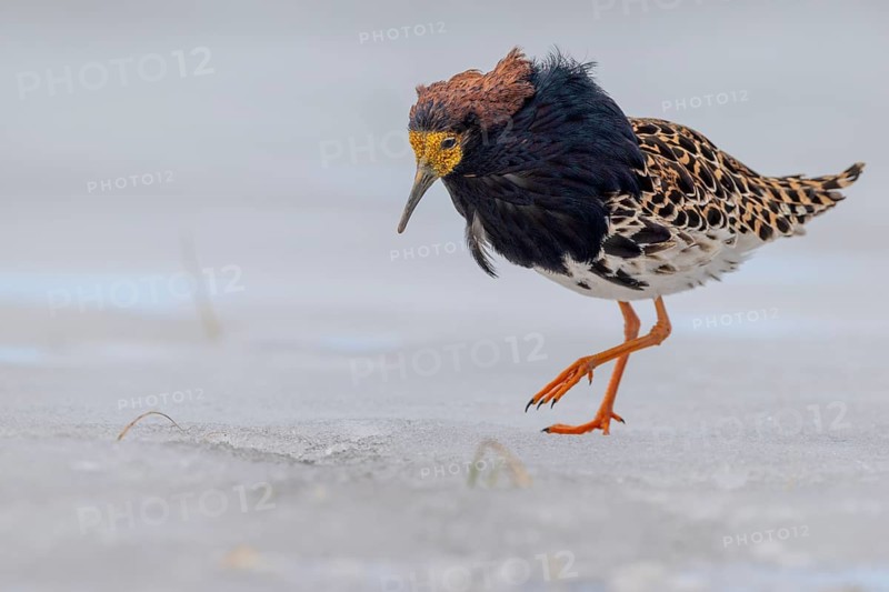 Ruff (Philomachus pugnax), foraging on ice, Varanger, Norway