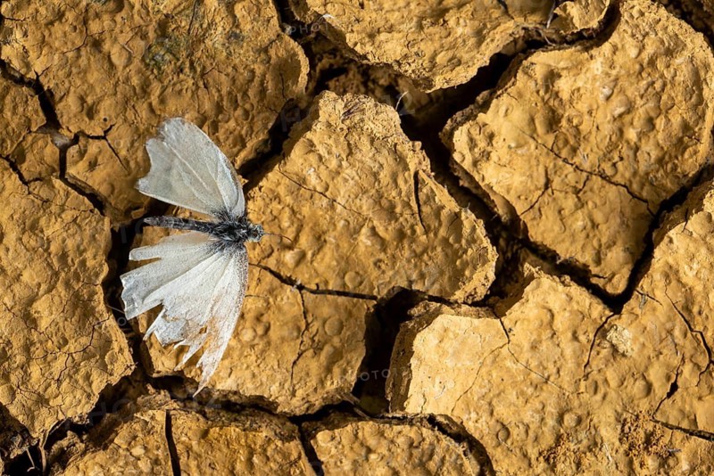 A delicate cabbage butterfly rests on cracked earth, symbolizing resilience and adaptation in a harsh environment. The dry, textured ground highlights nature contrasts