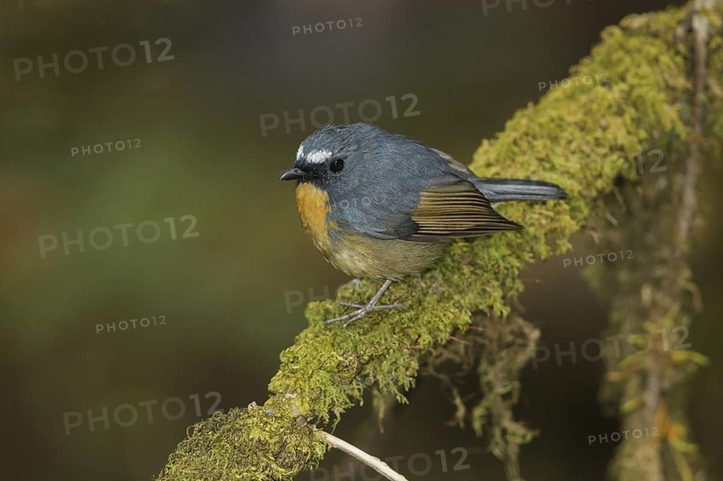 Snowy-browed Flycatcher (Ficedula hyperythra) male, Doi Inthanon, Thailand