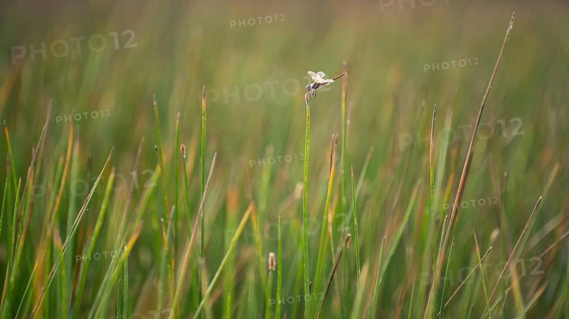 A delicate dragonfly rests on a tall reed in the lush wetlands of the puebla de belena lagoons in Guadalajara, Spain. The vibrant green surroundings evoke spring's freshness
