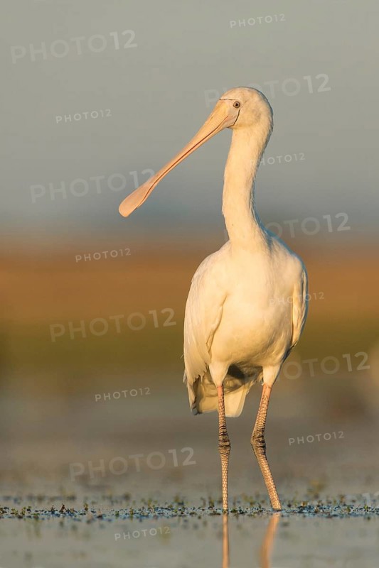 Yellow-billed Spoonbill (Platalea flavipes) foraging, Victoria, Australia