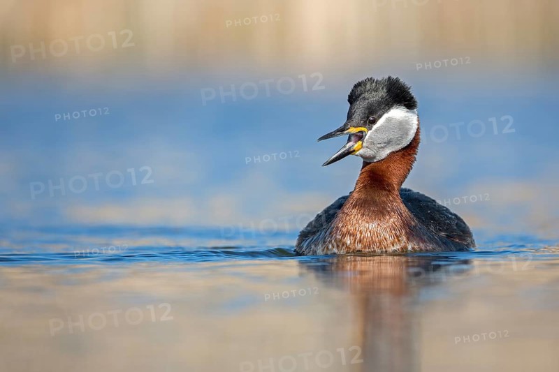 Red-necked Grebe (Podiceps grisegena) displaying, Saxony-Anhalt, Germany