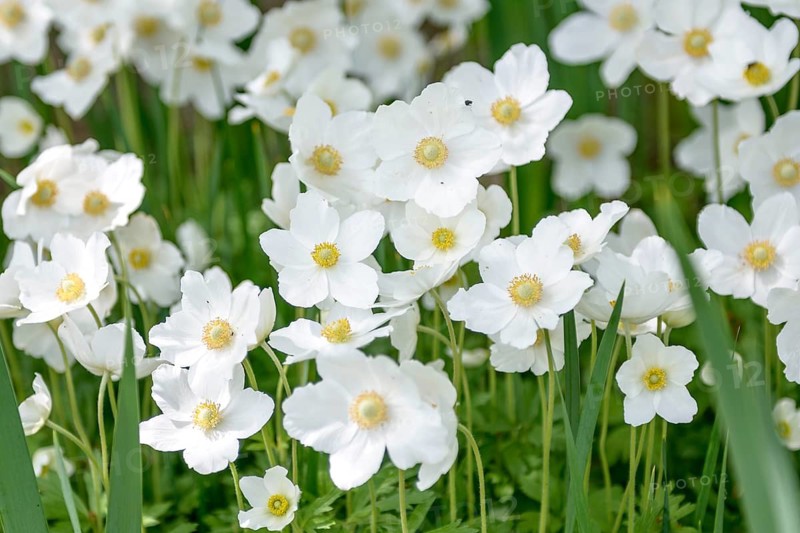 Snowdrop anemone (Anemone sylvestris),  Germany