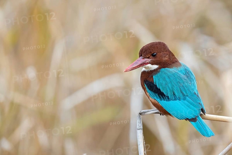 Brown kingfisher, (Halcyon smyrnensis), family of kingfishers, on perch, animals, birds, Israel