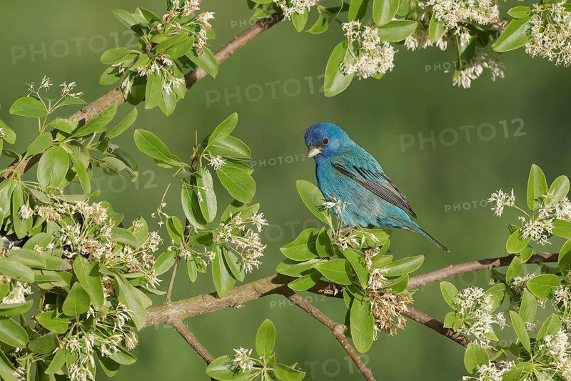 Indigo Bunting (Passerina cyanea) male perched on a branch, Texas, USA