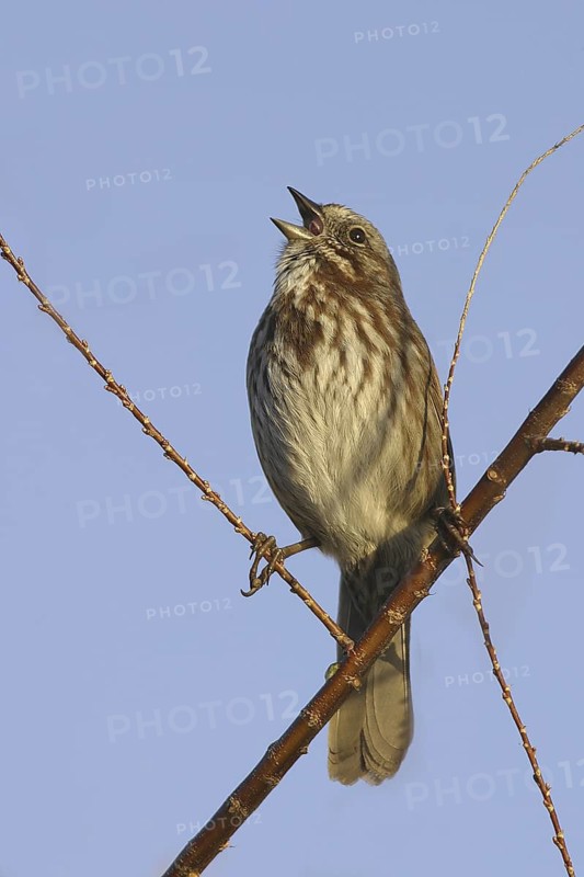 Song Sparrow (Melospiza melodia) singing, British Columbia, Canada