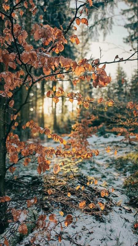Golden autumn leaves of a beech (fagus) glow in the winter sun, surrounded by snow in the quiet forest, winter hike on the Rennsteig, Thuringian Forest nature park Park