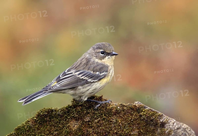 Myrtle Warbler (Setophaga coronata coronata), Saskatchewan, Canada
