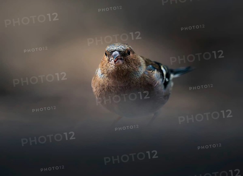 Chaffinch (Fringilla coelebs) male in the forest, Canton Graubünden, Switzerland
