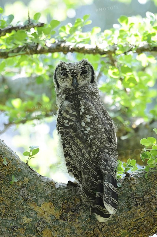 Spotted Eagle-owl (Bubo africanus), Voi, Kenya