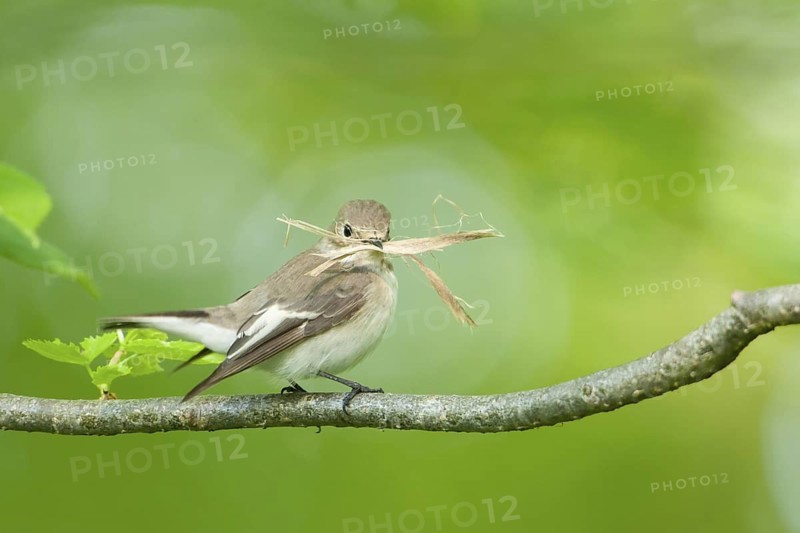 European Pied Flycatcher (Ficedula hypoleuca) female, Baden-Wuerttemberg, Germany