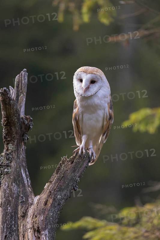 One barn owl (Tyto alba) sitting on top of a tree stump. A green forest in the distant background