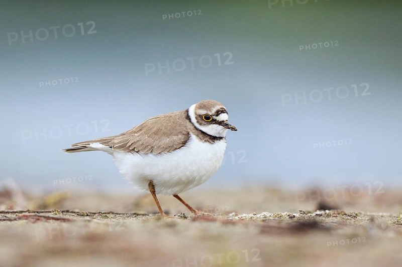 Little Ringed Plover (Charadrius dubius) female, North Rhine-Westphalia, Germany