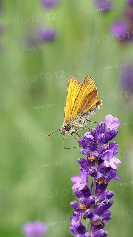 Large skipper (Ochlodes venatus), collecting nectar from a flower of Common lavender (Lavandula angustifolia), close-up, macro photograph, Wilnsdorf, North Rhine-Westphalia, Germany