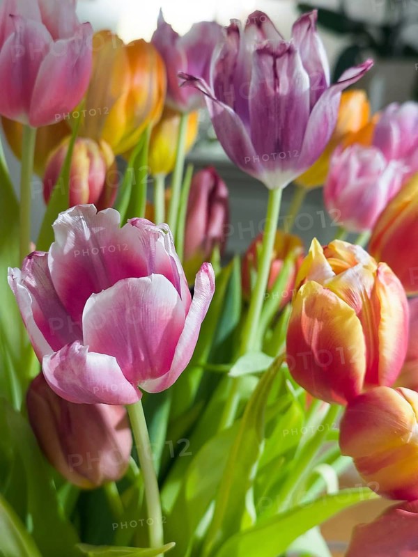 Different coloured tulips (Tulipa)
