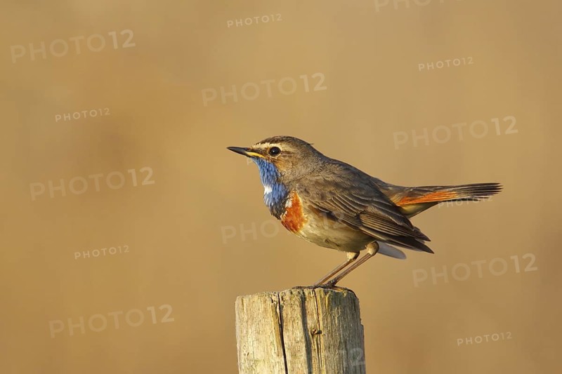 Bluethroat (Luscinia svecica cyanecula), Baden-Wuerttemberg, Germany