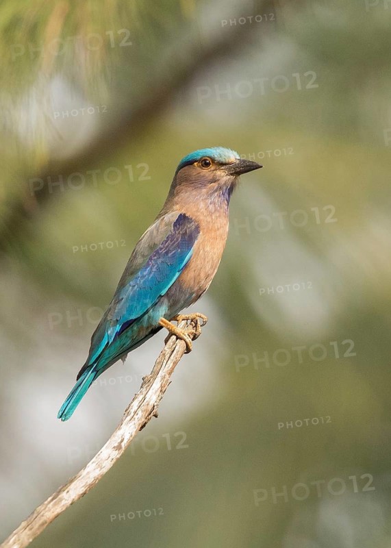 Indian Roller (Coracias benghalensis), Thailand