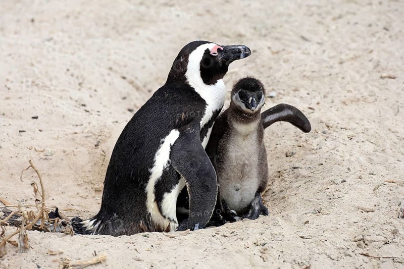 African penguin (Spheniscus demersus), adult, juvenile, chick, nest, beach, Boulders Beach, Simonstown, Western Cape, South Africa, Africa, Germany