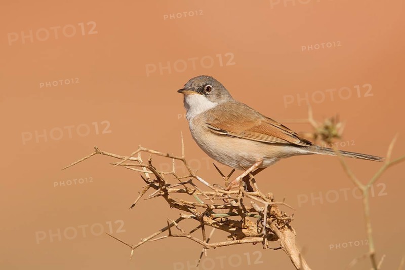 Spectacled Warbler (Sylvia conspicillata) male, Morocco