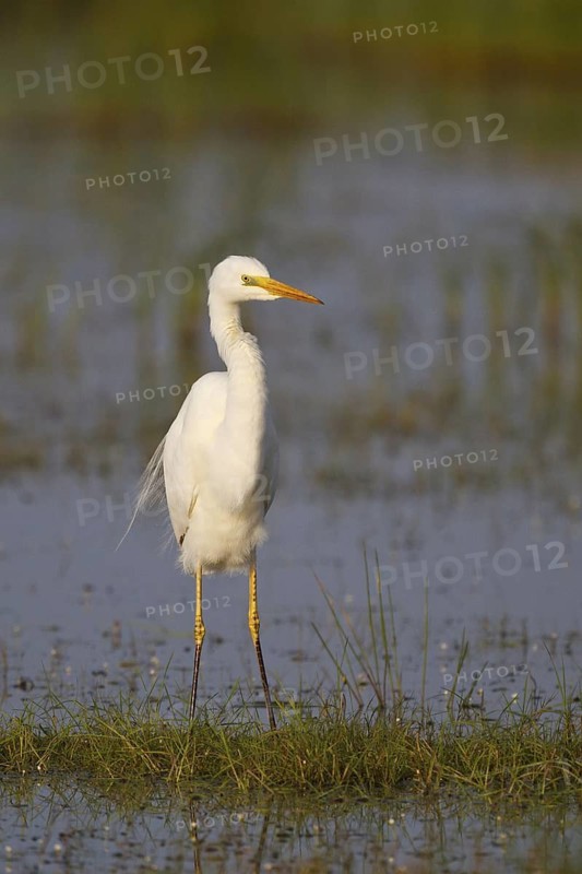 Great Egret (Ardea alba) foraging, Greece