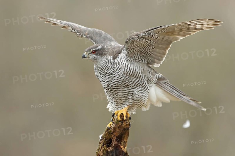 Northern Goshawk (Accipiter gentilis) female, Baden-Wuerttemberg, Germany