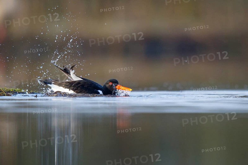 Eurasian Oystercatcher (Haematopus ostralegus) bathing, North Rhine-Westphalia, Germany