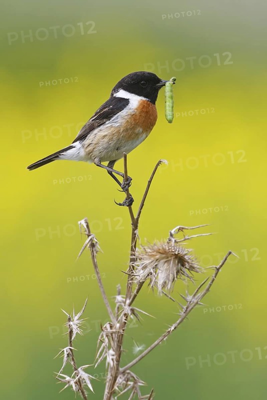 European Stonechat (Saxicola rubicola) male, Rhineland-Palatinate, Germany