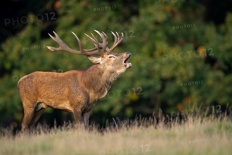 Red deer (Cervus elaphus) in rut, roaring, hunting, Klamptenborg, Copenhagen, Denmark