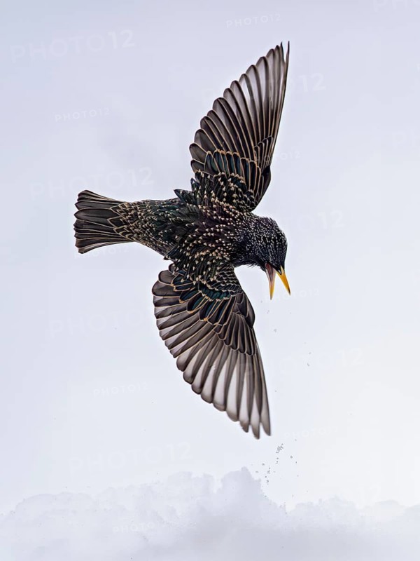 Starling (Sturnus vulgaris), close-up, male flying with outstretched wings over snow in winter, Baden-Württemberg, Germany