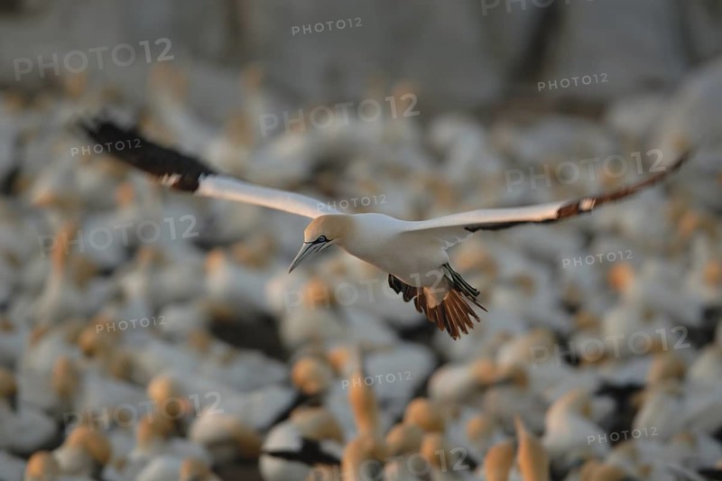 Cape Gannet (Morus capensis), Lamberts Bay, South Africa