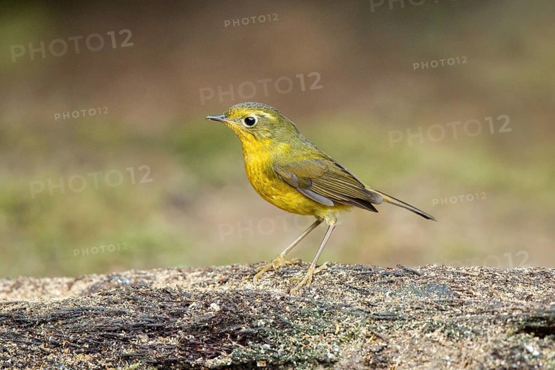 Golden Bush Robin (Tarsiger chrysaeus) female, Yunnan, China