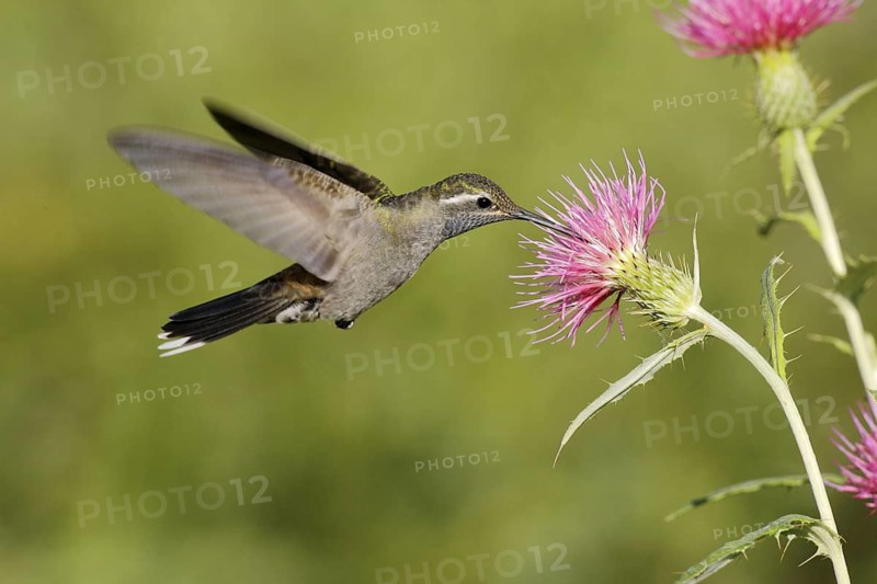 Blue-throated Hummingbird Lampornis clemenciae Chiricahua Mountains, Cochise County, Arizona, United States 18 August Adult Male Trochilidae