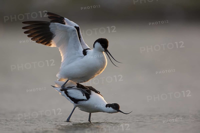 Pied Avocet (Recurvirostra avosetta) pair mating, Texel, Netherlands